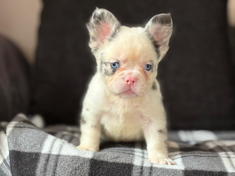 French bulldog puppies ready to go there forever homes