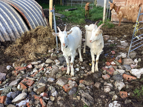 2 Lovely guernsey cross wethers. Friendly. 2 years old
