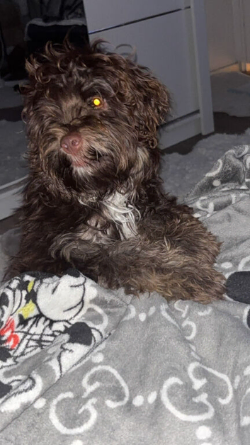 Cocopoo for sale