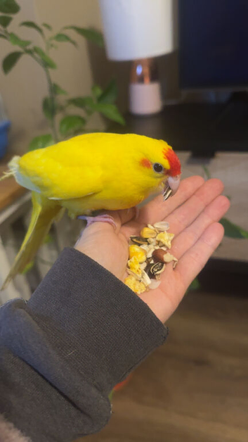 Kakariki 6 months old