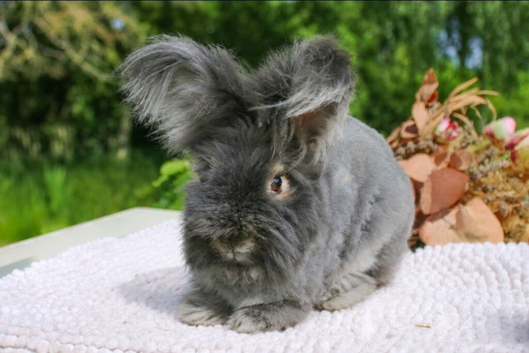 English Angora Doe for Sale