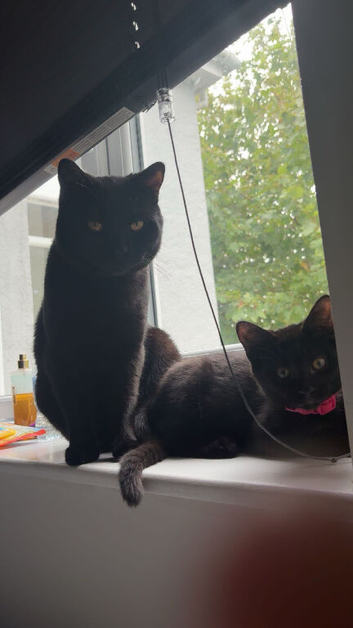 2 British short hair male kittens