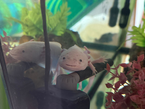Looking for a new home