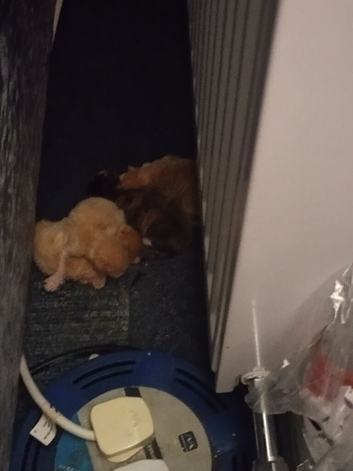 Kittens
