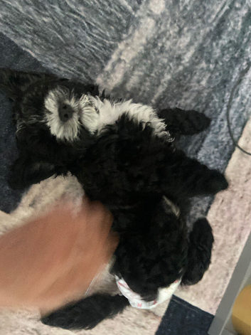 Selling my little princess