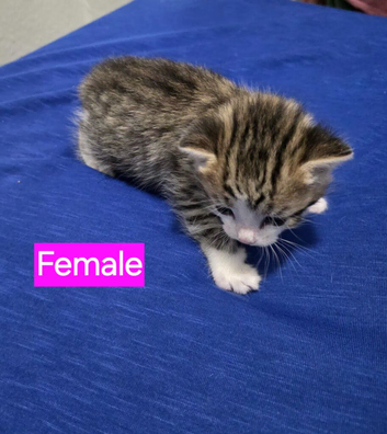 Kittens 2 Male 1 Female