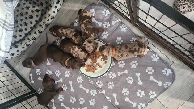 7 miniature dashshunds looking for their forever homes