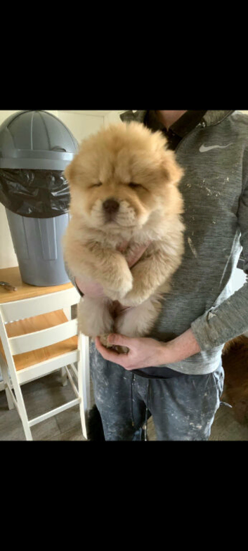Blue/lilac Chow chow