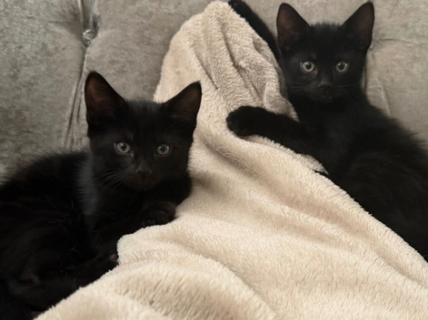 1 boy kitten
