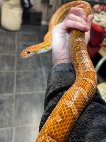 Male breeder