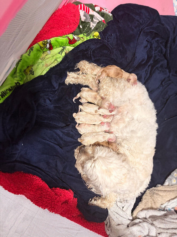 Cockapoo puppies
