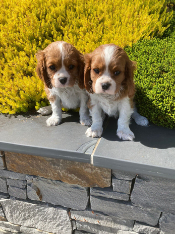 Beautiful litter of KC reg blenheim puppies from health tested parents