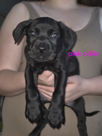 Cane corso cross presa canerio