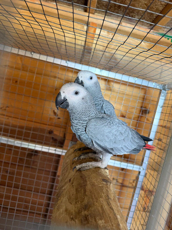 African Grey Young Parrots - Hens