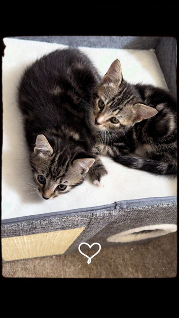 Bengal cross kittens