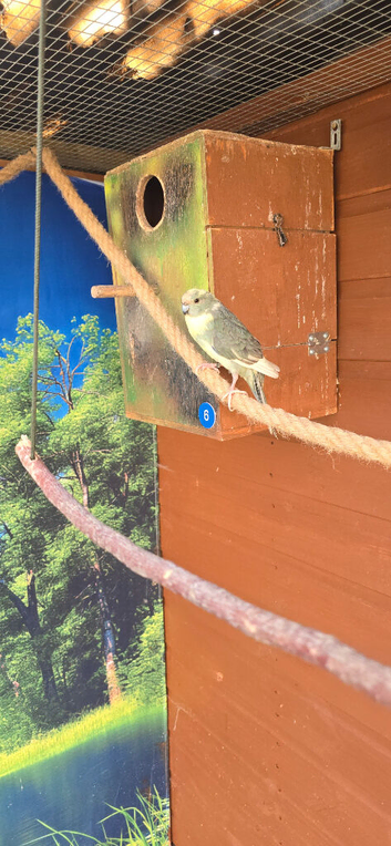 5 x Kakarikis for sale - mixed male and female
