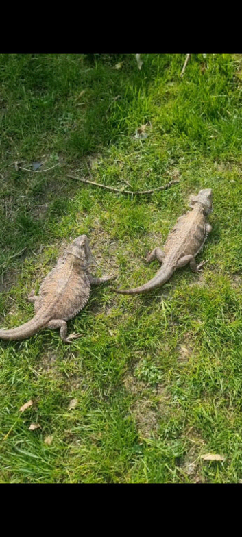 2 bearded dragon