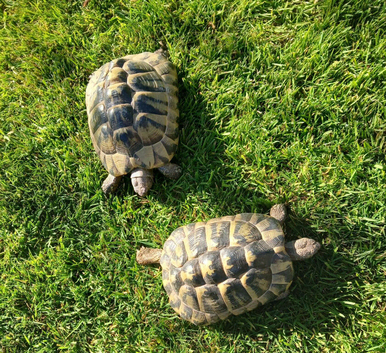 Female Hermanns tortoises for sale