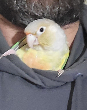 Hand reared conures