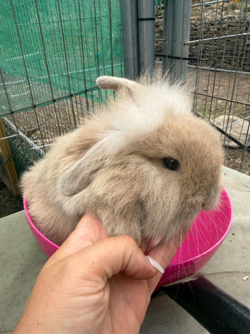 Lion head lop doe