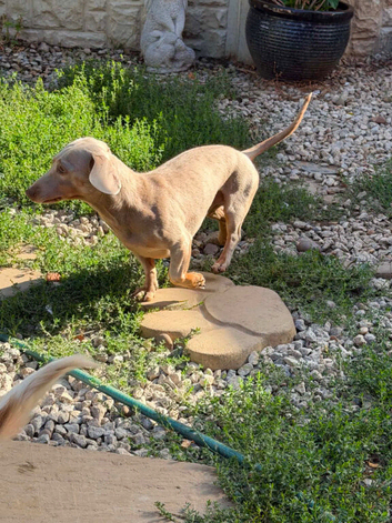 STEFAN A beautiful Dachshund boy with a loving heart, looking for a family to call his own
