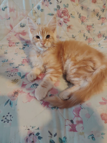 Maine Coon kittens