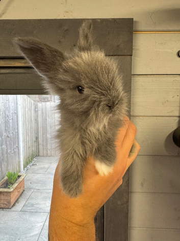 Full face angora babies