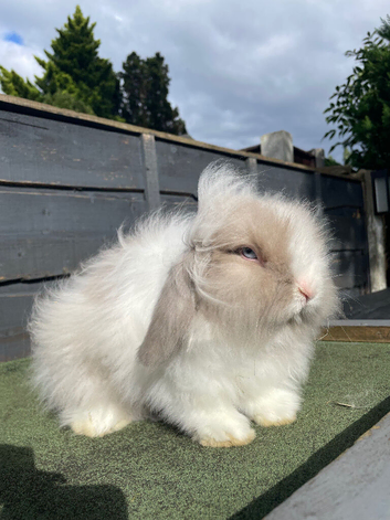Beige Tort Split Lion Lop Boy
