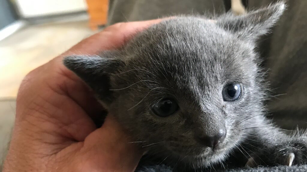 Four beautiful tabby kittens just three weeks old atm.