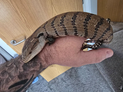 Maruke blue tounge skink
