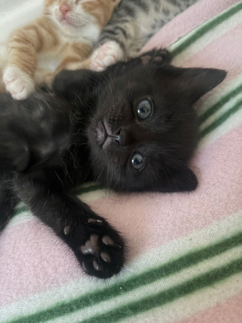 Beautiful kittens