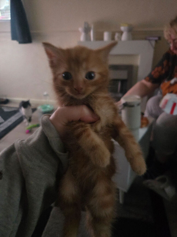 3 kittens looking for homes