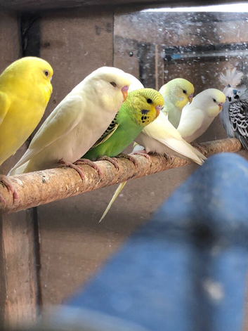 Semi tame baby budgies