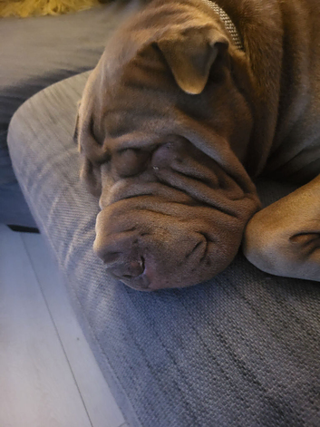 Male shar pei
