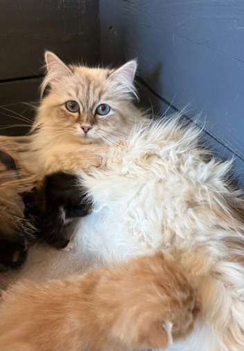 Hypoallergenic Pedigree Siberian kittens