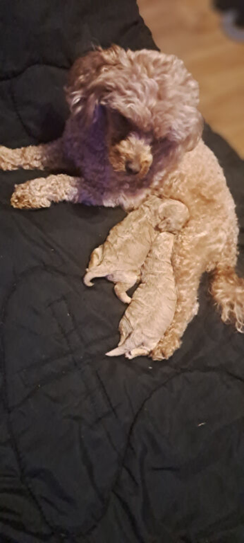 Girl shihpoo for sale