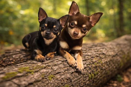 Chihuahua pair