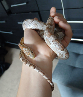 Female ghost morph corn snake