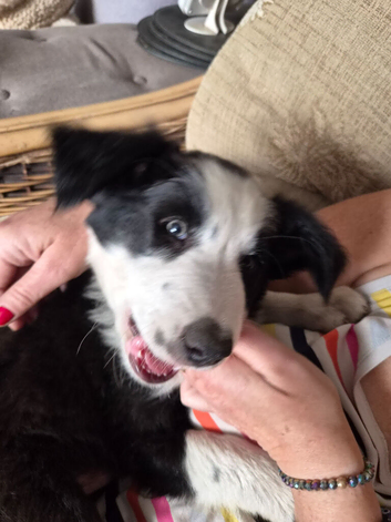 boarder collies