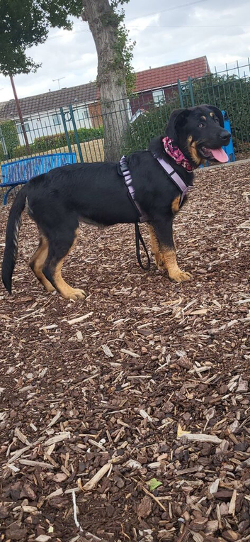 Rottweiler cross German Shepherd puppy