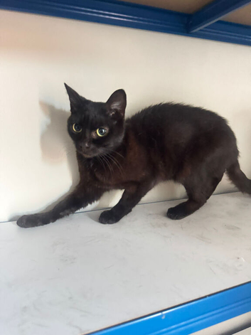 Cat 9 months female black