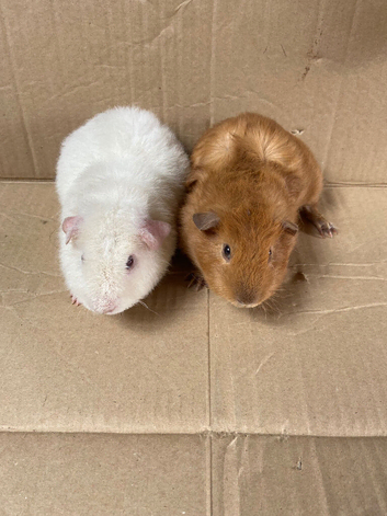 Male Guinea Pigs For Sale
