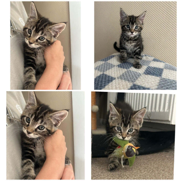 Kittens looking for a loving forever home
