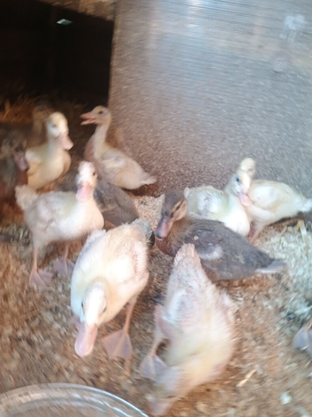 Stunning call ducks for sale &pound;20 each