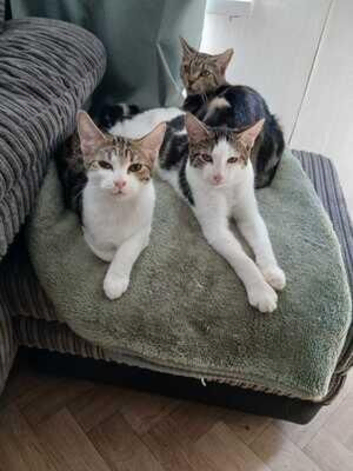 two 5 month old kittens