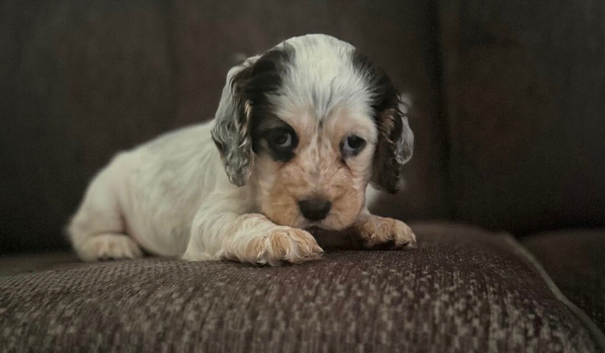 Show type cocker spaniel