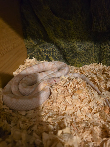 3 corn snakes and vivs