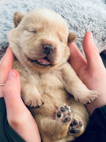 Labrador/chow chow pups