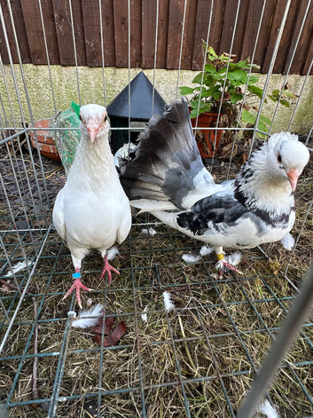 Pair off fantails