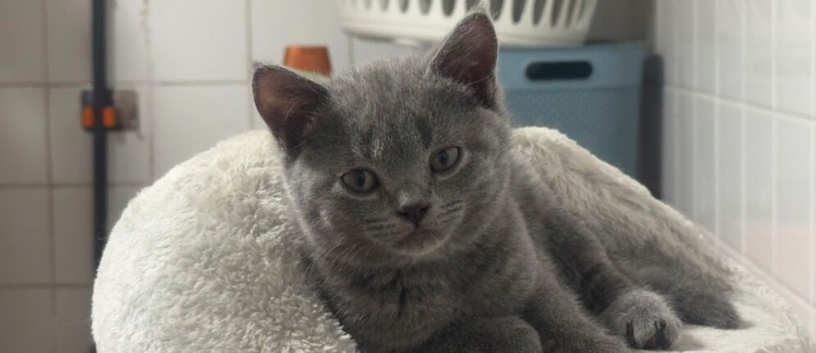 British blue shorthair kittens